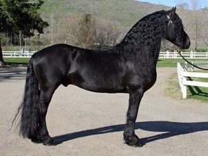 A legjobb lovak a világ legdrágább fajta és képviselőik a világon, és Oroszország, azok jellemzői
