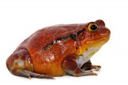 Frog-tomato, fapte interesante, articole cognitive, fotografii și imagini