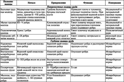 Mușchii și fasciae ale sânului