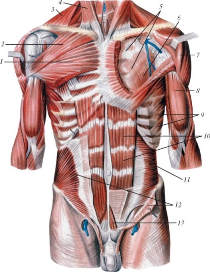 Mușchii și fasciae ale sânului