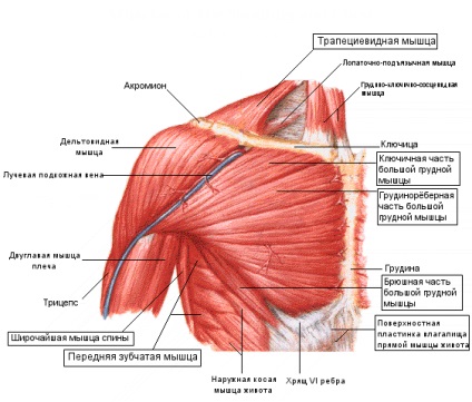 Mușchii pieptului - anatomia topografică a mușchilor pectorali