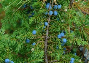 Descriere Juniperus Cossack, compoziție, proprietăți medicinale