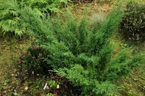 Descriere Juniperus Cossack, compoziție, proprietăți medicinale
