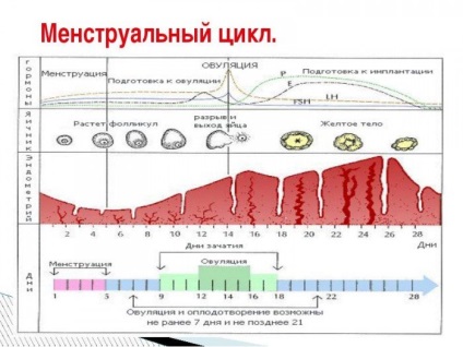 Какви стъпки е разделена на менструалния цикъл, която се проявява във всеки видео