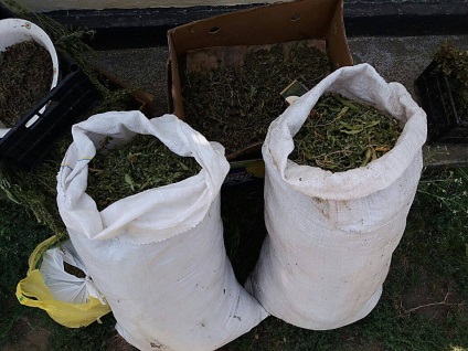 Pe teritoriul regiunii Nikolayev, ofițerii de aplicare a legii au confiscat 90 kg de canabis de la traficanți de droguri și