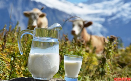 Incontinența laptelui de la o vacă