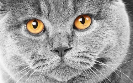 Despre rasa britanica de pisici - canisa de pisici britanice