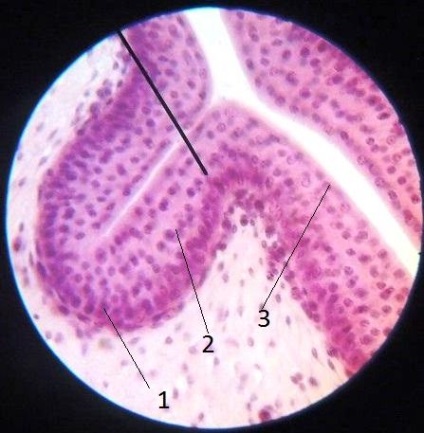 Histologie generală