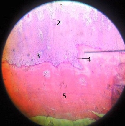 Histologie generală