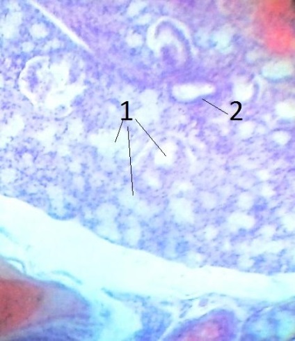 Histologie generală