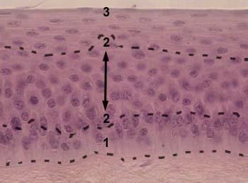 Histologie generală