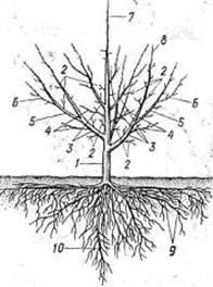 Structura generală a pomilor fructiferi - stadopedia