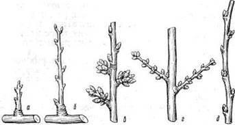 Structura generală a pomilor fructiferi - stadopedia