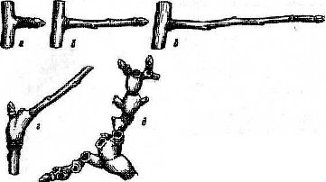 Structura generală a pomilor fructiferi - stadopedia