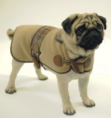 Îmbrăcăminte pentru pugs în magazinul online