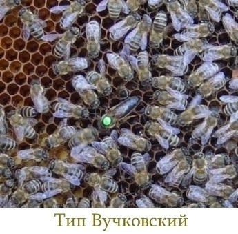 Descrierea albinelor carpatice