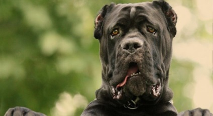 Descrierea rasei de câine American Bandog cu recenzii și fotografii ale proprietarului