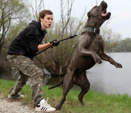 A kutyafajta amerikai Bandog leírása a tulajdonos véleményeivel és fényképeivel