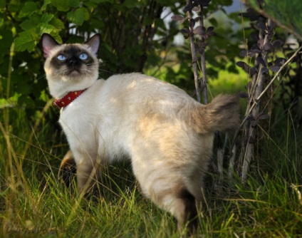 Leírás bobtail macska fajták, azok sajátosságait és fotó