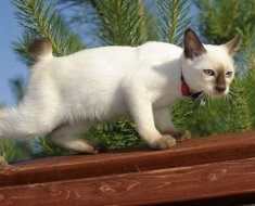 Descrierea raselor de pisici bobtail, caracteristicile lor distinctive si fotografiile