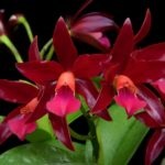 Cattleya îngrijirea orhideei la domiciliu, resuscitarea plantelor fără rădăcini, boala, cultivarea, fotografie