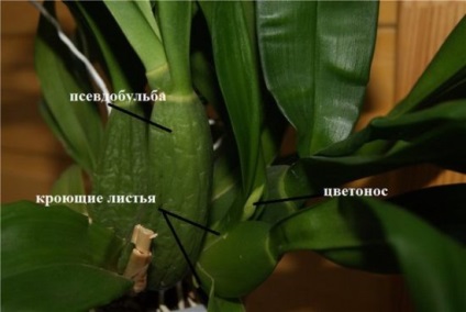 Cattleya îngrijirea orhideei la domiciliu, resuscitarea plantelor fără rădăcini, boala, cultivarea, fotografie