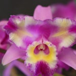 Cattleya îngrijirea orhideei la domiciliu, resuscitarea plantelor fără rădăcini, boala, cultivarea, fotografie