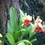 Cattleya îngrijirea orhideei la domiciliu, resuscitarea plantelor fără rădăcini, boala, cultivarea, fotografie