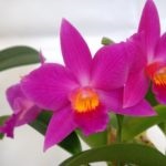 Cattleya îngrijirea orhideei la domiciliu, resuscitarea plantelor fără rădăcini, boala, cultivarea, fotografie