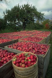 Bazele de înaltă productivitate a plantelor fructifere