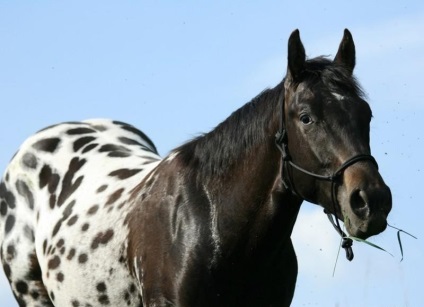 Caracteristicile și istoria cailor din Appaloosa