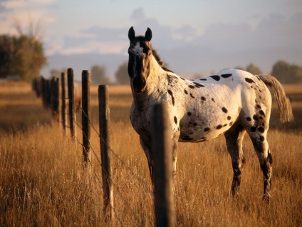 Caracteristicile și istoria cailor din Appaloosa