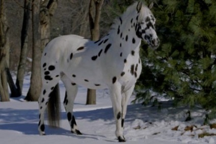 Caracteristicile și istoria cailor din Appaloosa