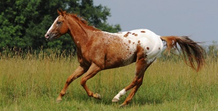 Caracteristicile și istoria cailor din Appaloosa