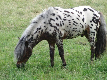 Jellemzők és története lovak Appaloosa