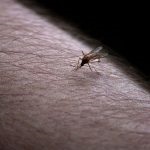 De la un țânțar mușcă mâncărime, roșeață și umflături - ce să facă