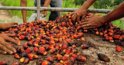 Uleiul de palmier (în cosmetică, în bucătărie) dăunează sau beneficiază