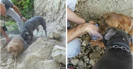 Хлопець гуляв з собакою, коли побачив це ...