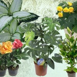 Plante plantate în grădină