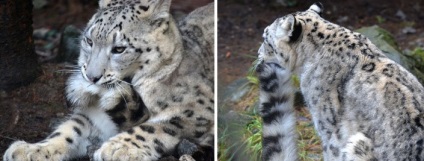 De ce leopardii de zăpadă place să-și muște cozile, amestecați-le