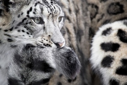 De ce leopardii de zăpadă place să-și muște cozile, amestecați-le