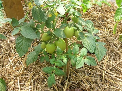 Adăugați drojdie de tomate în seră