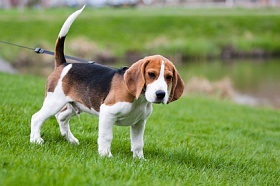 Detalii despre caracteristicile beagle-ului
