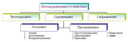 Indicatori ai productivității cărnii de ovine și metodelor de evaluare a acestora - botanică și agricultură