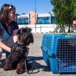 Zborurile cu animale pot fi luate în avionul animalelor de companie