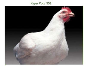 Descrierea, fotografiile și caracteristicile rasei broiler