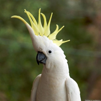 Bird rögzíti a legnagyobb madár