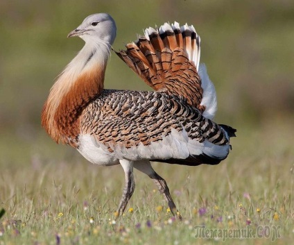 Bird rögzíti a legnagyobb madár