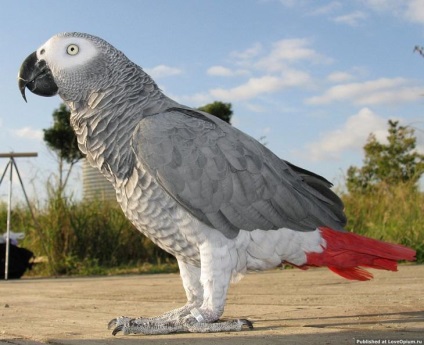 Bird rögzíti a legnagyobb madár