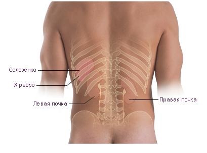 Rinichiul renal - simptome, clasificare, tipuri de specii, forme